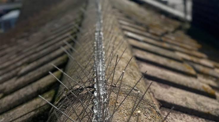Pigeon Spikes completed installation